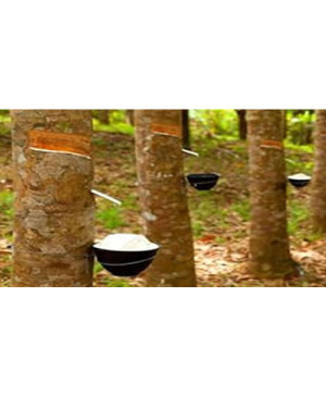 Natural Rubber