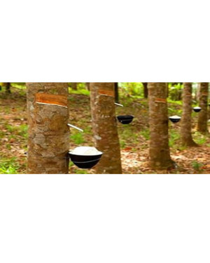 Natural Rubber